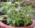Stevia Candy herb seeds