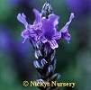 Large selection of flower seeds